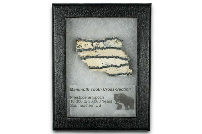 Mammoth Molar Slice With Case - South Carolina #350006
